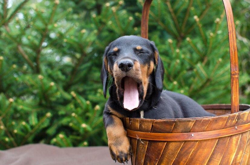 Happy puppy in a basket at dog park - Image by Freepik